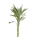 1 Bambu Da Sorte Variegata Branco Natural Com 4 Hastes