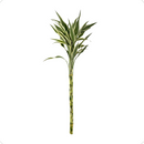 1 Bambu Da Sorte Variegata Branco Natural Com 4 Hastes