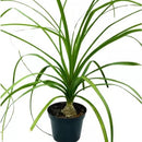 Planta Pata de Elefante - Beaucarnea Recurvata - Pote 17