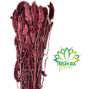 1 Buque Rabo De Gato Desidratadas Maço Celosia