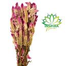 1 Buque Rabo De Gato Desidratadas Maço Celosia