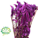 1 Buque Rabo De Gato Desidratadas Maço Celosia