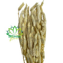 1 Buque Rabo De Gato Desidratadas Maço Celosia