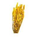 1 Buque Rabo De Gato Desidratadas Maço Celosia