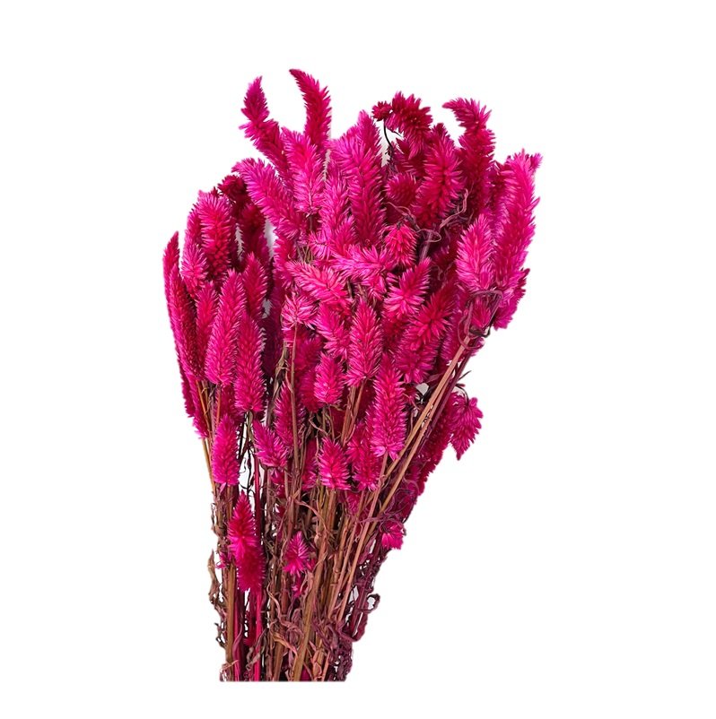 Buque Maço Celosia Rabo De Gato Flores Desidratadas