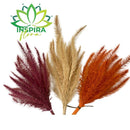 Buque Capim Rabo de Esquilo