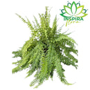 Samambaia Hillis De Cacho- Nephrolepis exaltata - Cuia 32