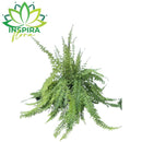 Samambaia Hillis De Cacho- Nephrolepis exaltata - Cuia 32