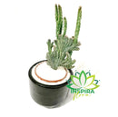 Cacto Rabo de Sereia Com Vaso de Ceramica - Pote 11