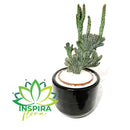 Cacto Rabo de Sereia Com Vaso de Ceramica - Pote 11