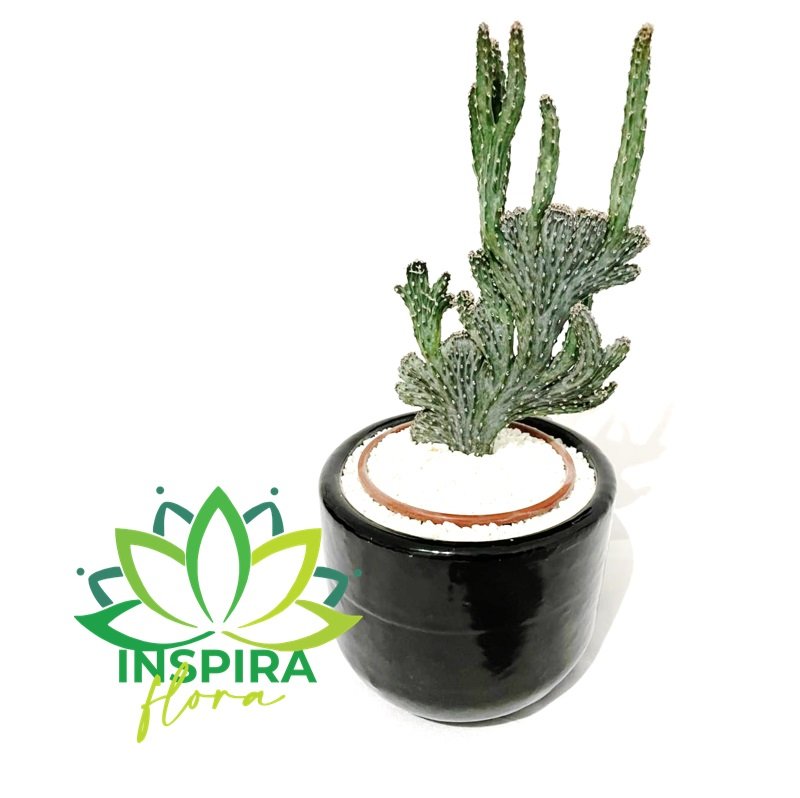 Cacto Rabo de Sereia Com Vaso de Ceramica - Pote 11