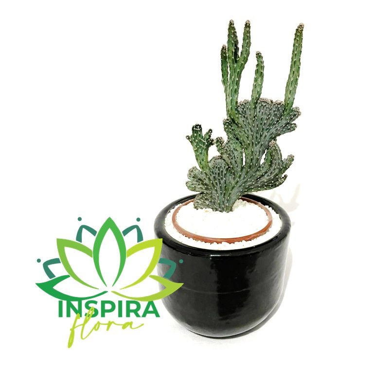 Cacto Rabo de Sereia Com Vaso de Ceramica - Pote 11