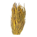 Buque Samambaia Crespa Desidratado