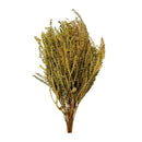 Buque Samambaia Crespa Desidratado