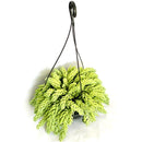 Suculenta Rabo De Burro Sedum Morgenianum