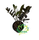 Muda Zamioculca Black Zamifolia Zaza Zamia