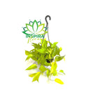 1 Planta Jiboia Neon Limão Epipremnum Aureum Cuia 21