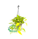 1 Planta Jiboia Neon Limão Epipremnum Aureum Cuia 21
