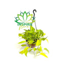 1 Planta Jiboia Neon Limão Epipremnum Aureum Cuia 21