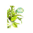 1 Planta Jiboia Verde Variegata Epipremnum Pinnatum Verde Cuia 21