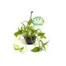 1 Planta Jiboia Verde Variegata Epipremnum Pinnatum Verde Cuia 21