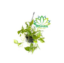 1 Planta Jiboia Verde Variegata Epipremnum Pinnatum Verde Cuia 21