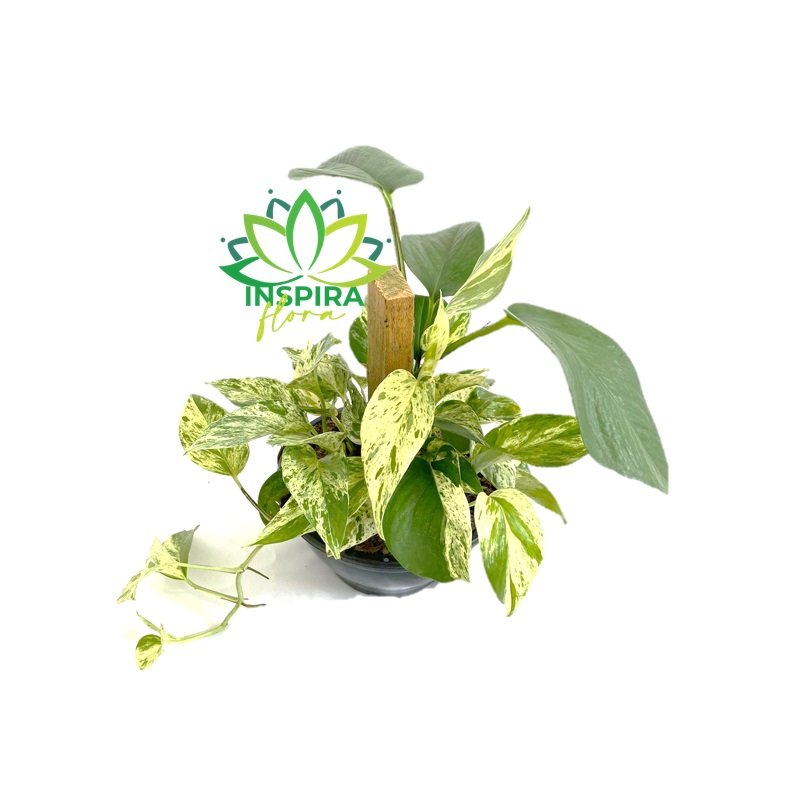 Jiboia Variegata Epipremnum Pinnatum Verde Com Estaca