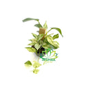 1 Planta Jiboia Branca Variegata Epipremnum Pinnatum Cuia 21