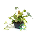 1 Planta Jiboia Branca Variegata Epipremnum Pinnatum Cuia 21