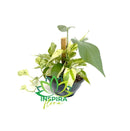 1 Planta Jiboia Branca Variegata Epipremnum Pinnatum Cuia 21