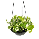 1 Planta Jiboia Njoy Branca Variegata