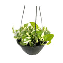 1 Planta Jiboia Njoy Branca Variegata