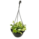 1 Planta Jiboia Njoy Branca Variegata