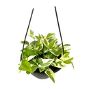 1 Planta Jiboia Njoy Branca Variegata