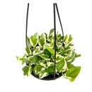 1 Planta Jiboia Njoy Branca Variegata