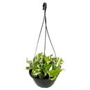 1 Planta Jiboia Njoy Branca Variegata