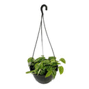 1 Planta Jiboia Prateada Cuia 21