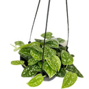 1 Planta Jiboia Prateada Cuia 21