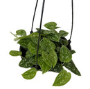 1 Planta Jiboia Prateada Cuia 21