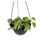 1 Planta Jiboia Prateada Cuia 21