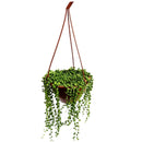 1 Planta Colar De Pérola Verde Rosário Natural cuia 13