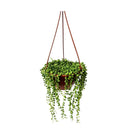 1 Planta Colar De Pérola Verde Rosário Natural cuia 13