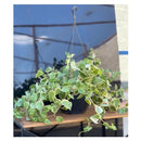 Planta Peperômia Scandens Pendente cuia 21