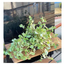 Planta Peperômia Scandens Pendente cuia 21