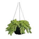 Suculenta Rabo De Burro Sedum Morgenianum