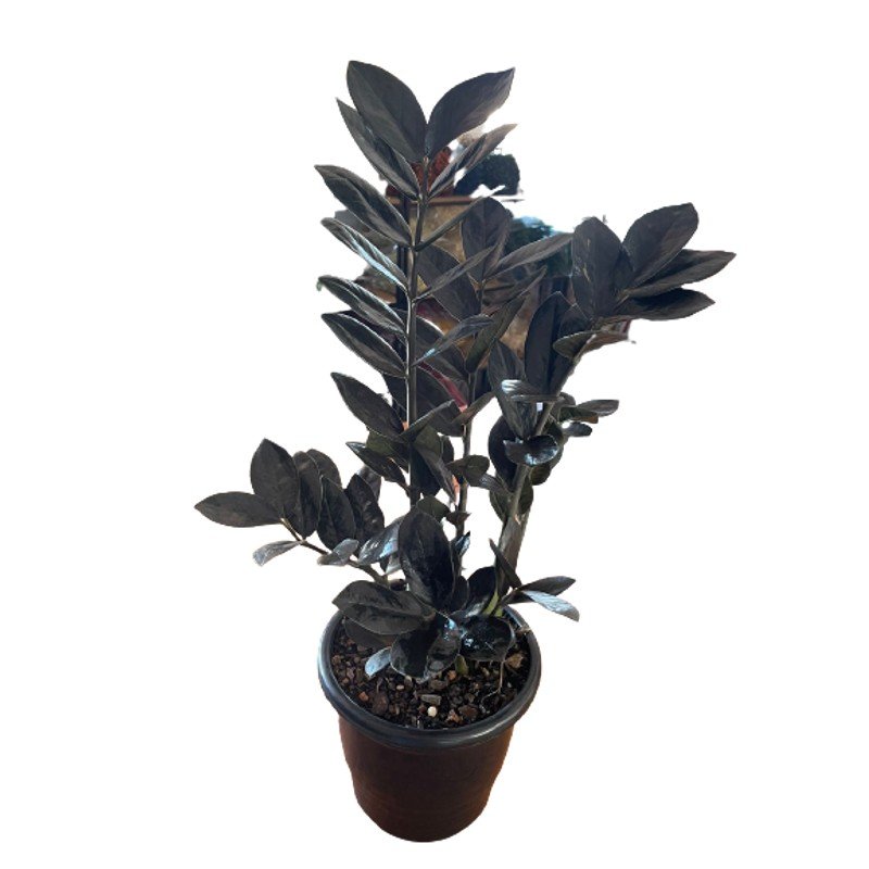 Muda Zamioculca Black Zamifolia Zaza Zamia