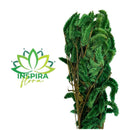 1 Buque Rabo De Gato Desidratadas Maço Celosia