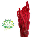 1 Buque Rabo De Gato Desidratadas Maço Celosia