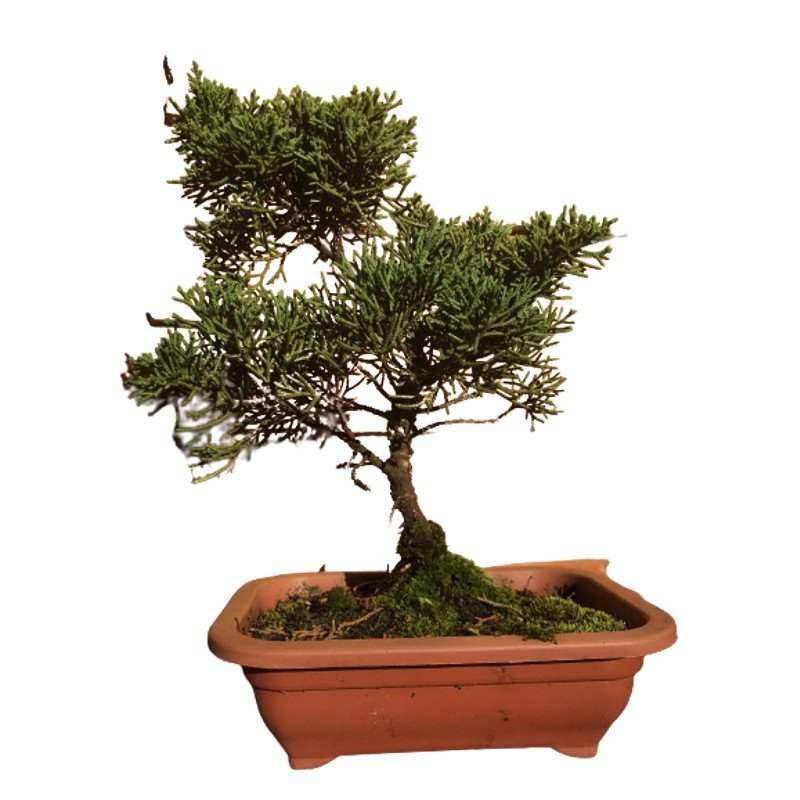 Bonsai Shimpaku Junípero Chines