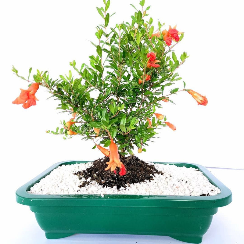 Bonsai Frutífero Romã